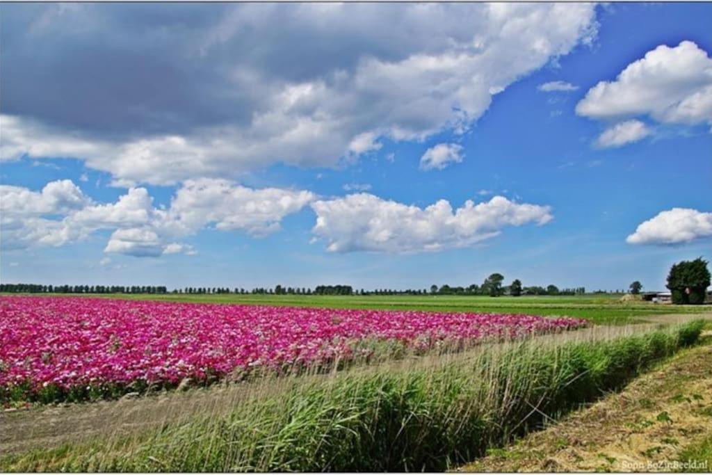 -Nieuw- Luxe & Sfeervol Vakantiehuis Tholen Exterior foto